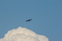DSC00923